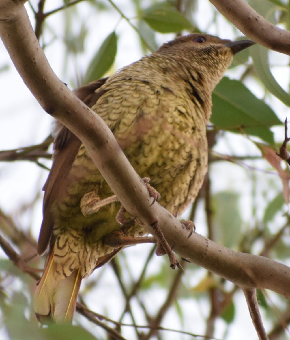 Pergolero Satinado - ML645703120