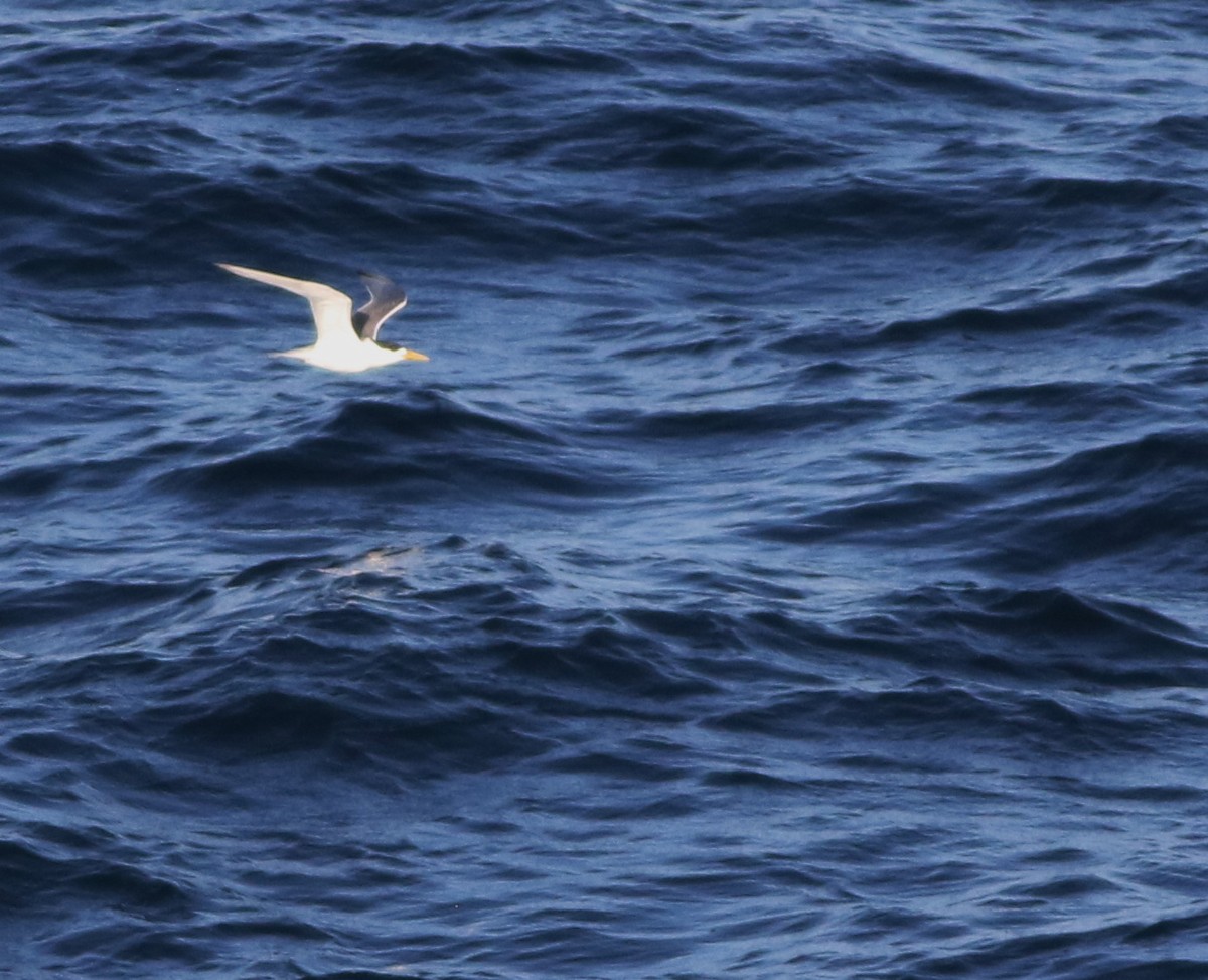 Charrán Piquigualdo - ML645703122