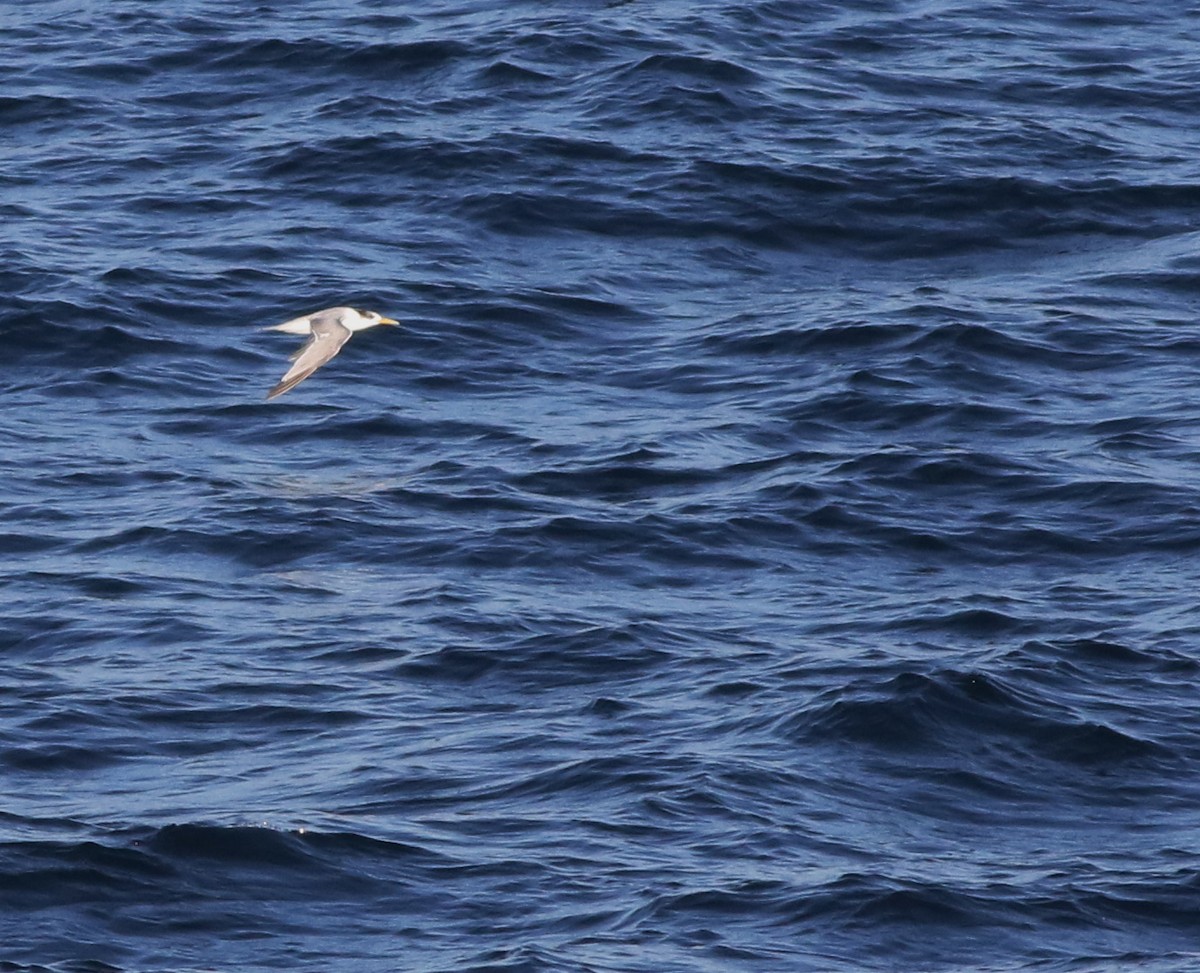 Charrán Piquigualdo - ML645703123