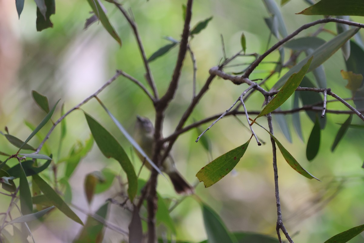 Gerigón Duende - ML645703125