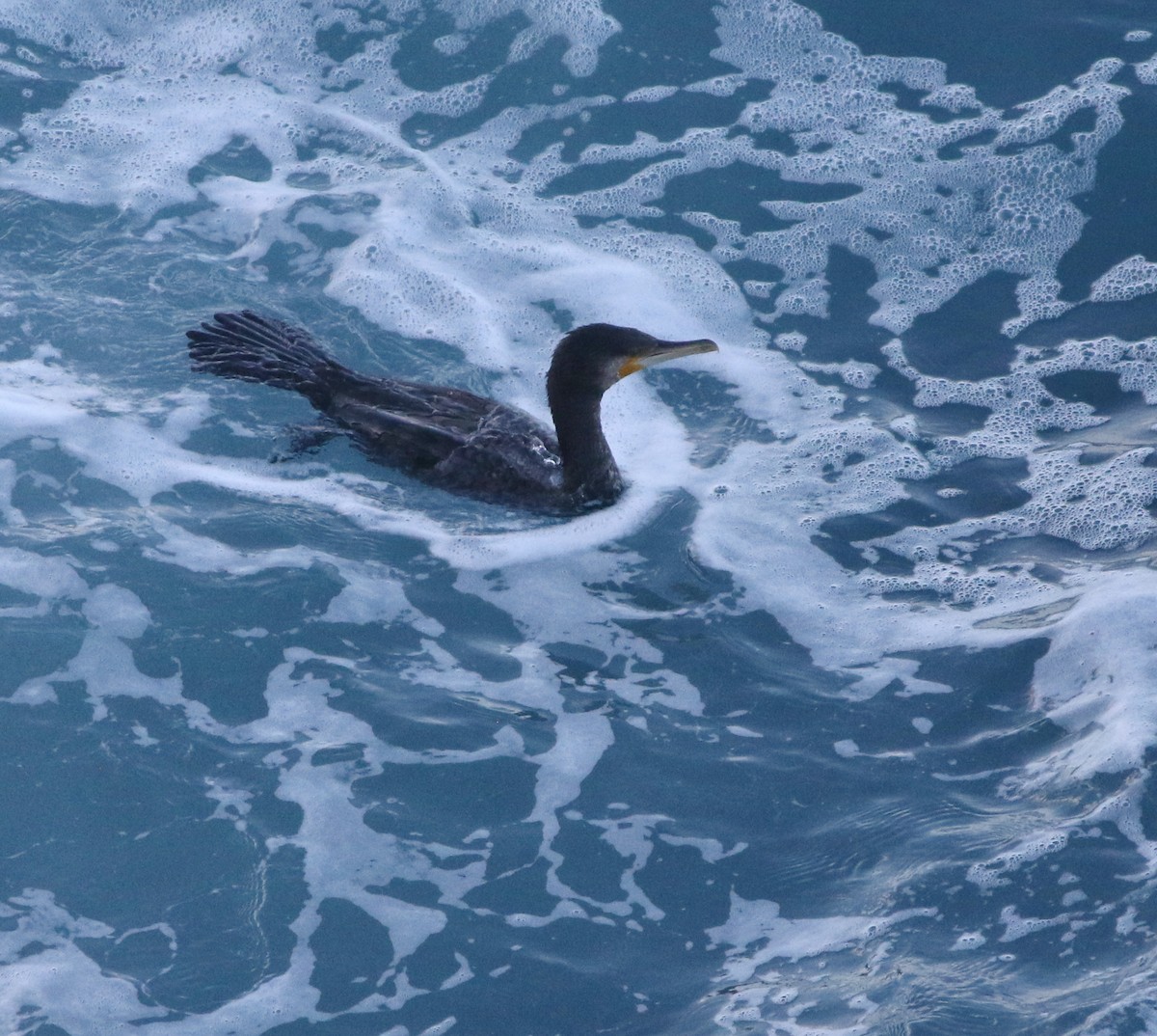 Cormorán Grande - ML645703126