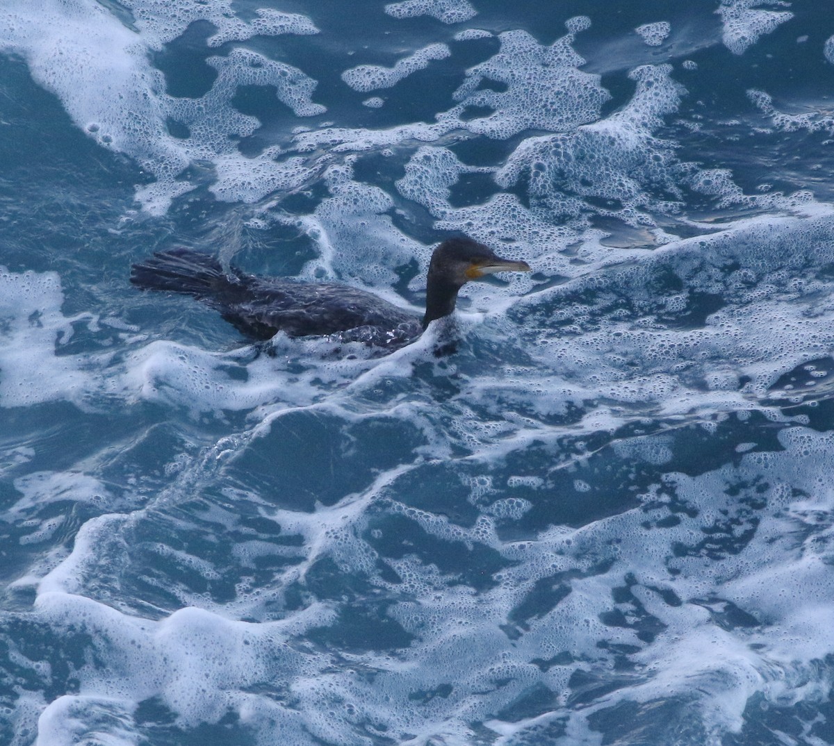 Cormorán Grande - ML645703127