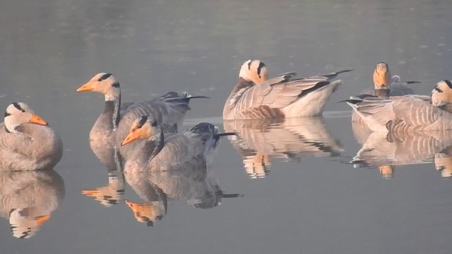 Ánsar Indio - ML645703130