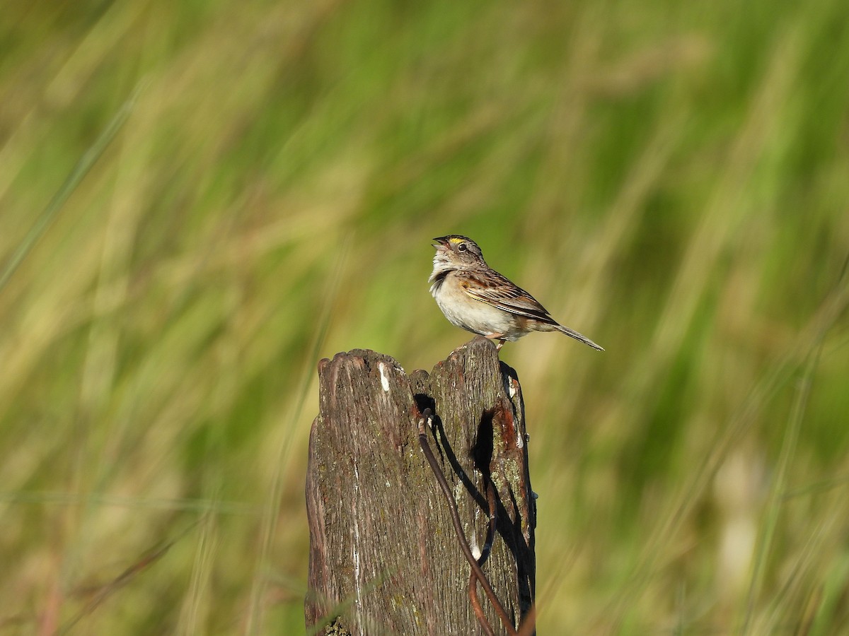 Chingolo Pajonalero - ML645703131
