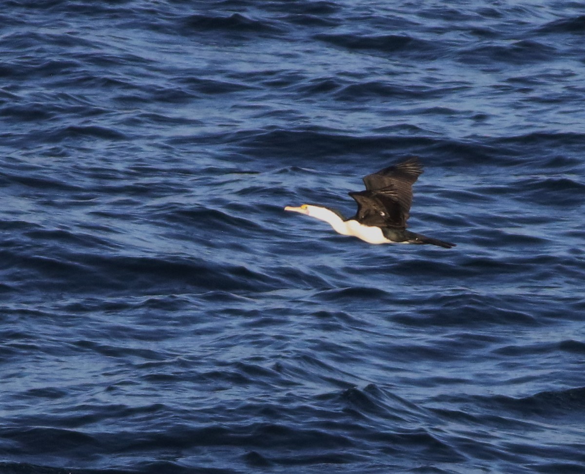 Cormorán Pío - ML645703132