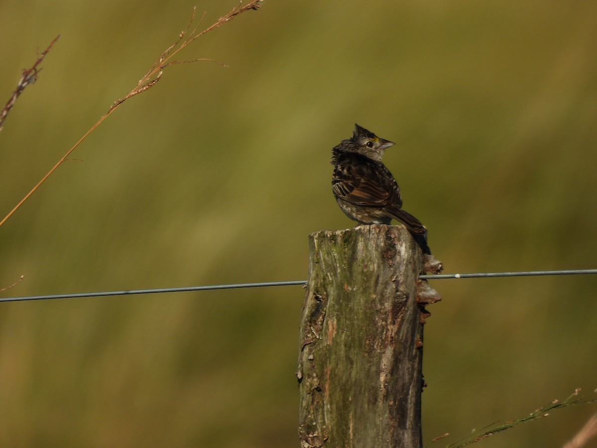 Chingolo Pajonalero - ML645703136