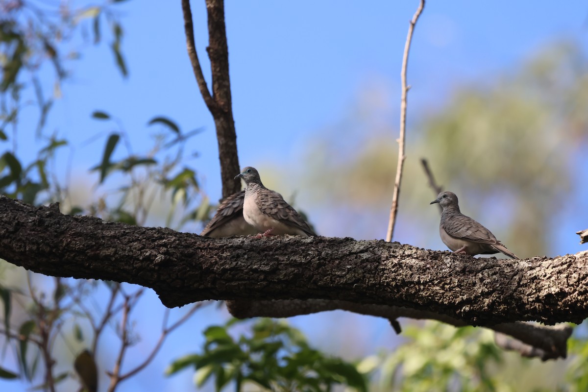 Tortolita Plácida - ML645703137