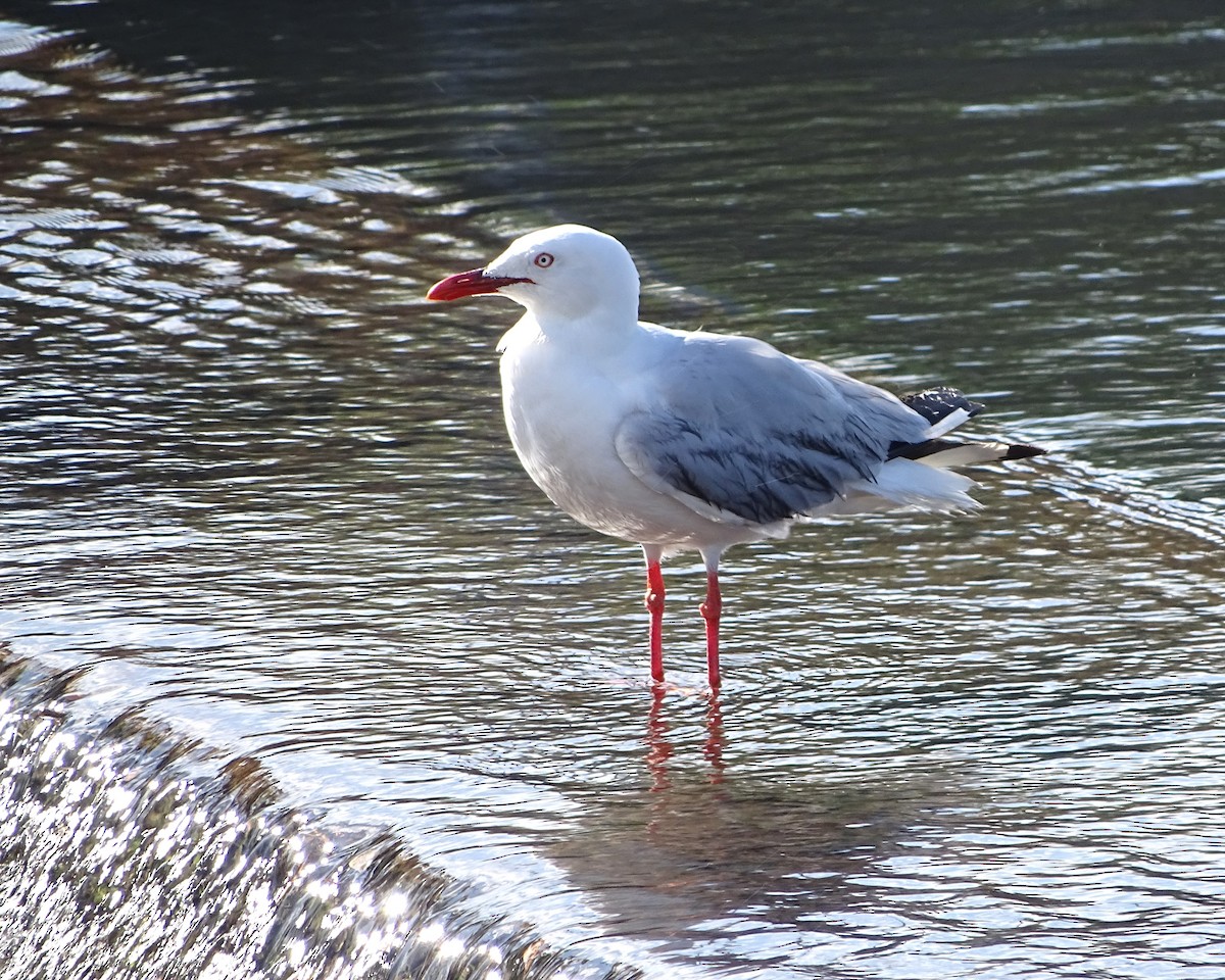 Gaviota Plateada Australiana - ML645703139