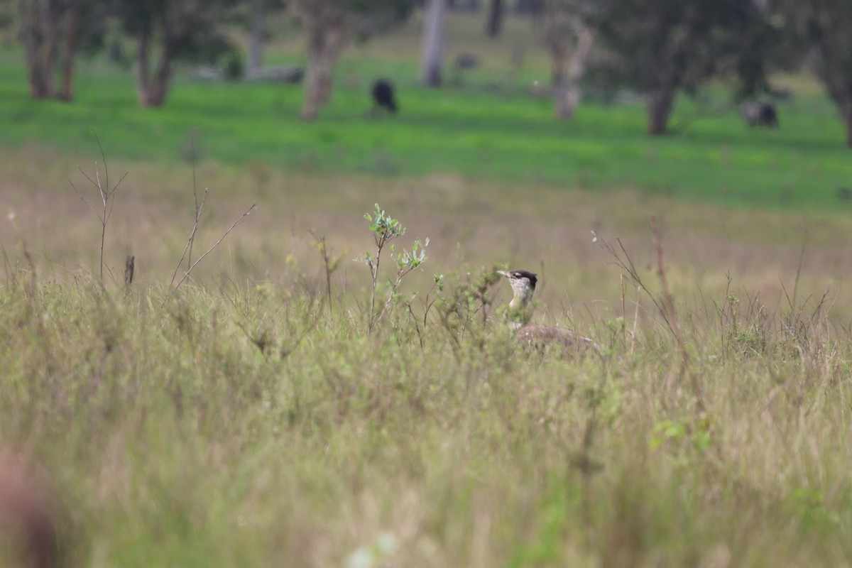 Australian Bustard - ML645703141