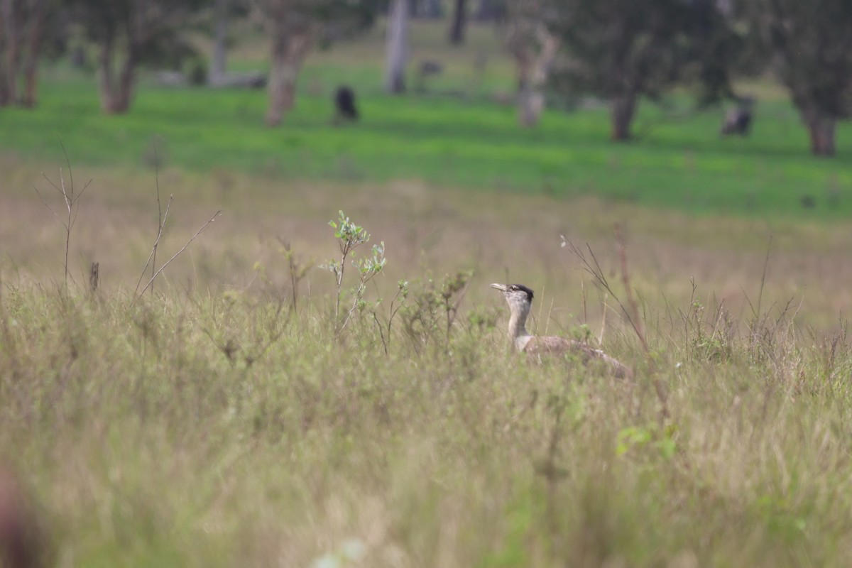 Avutarda Australiana - ML645703142