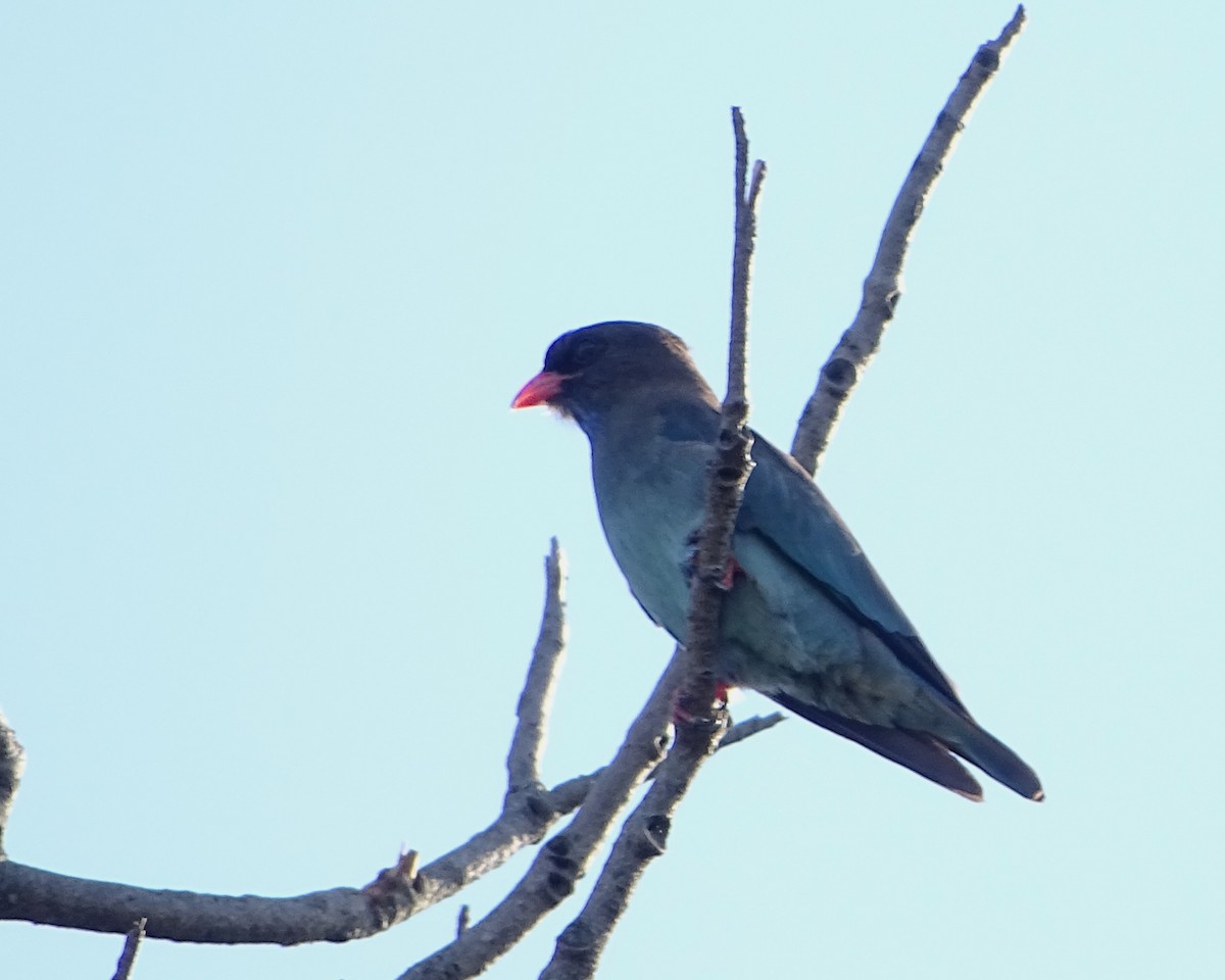 Carraca Oriental - ML645703153