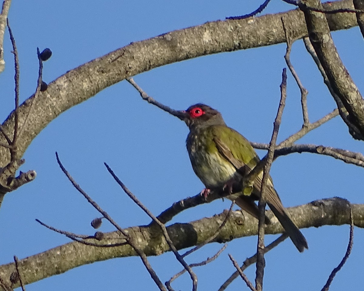 Australasian Figbird - ML645703157