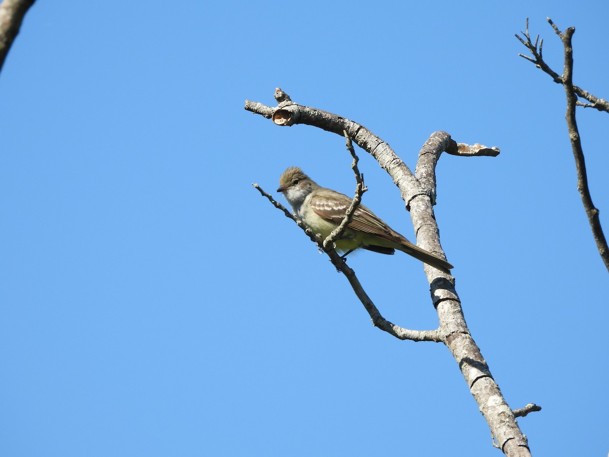 Chopi Blackbird - ML645703159