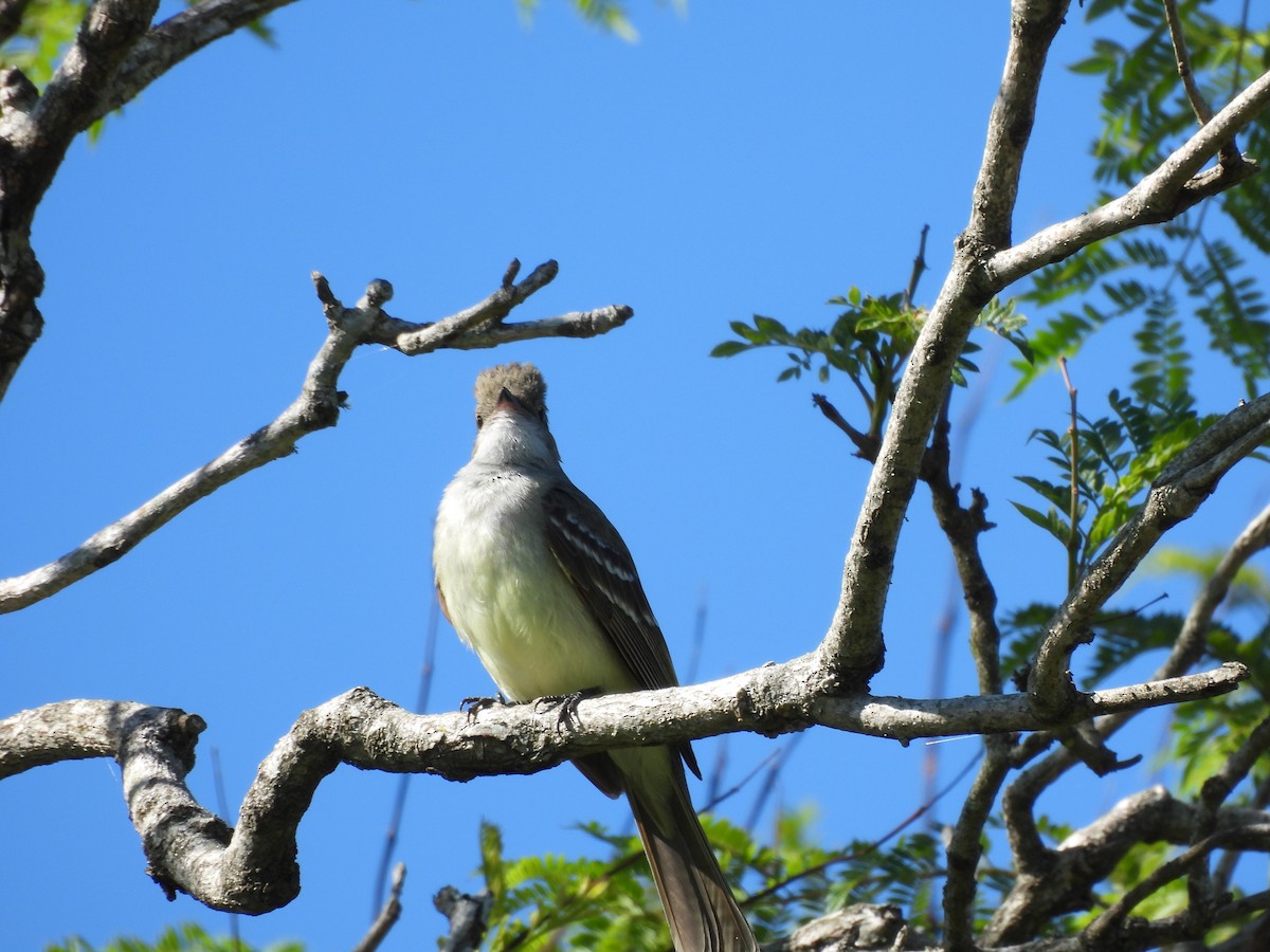 Chopi Blackbird - ML645703161