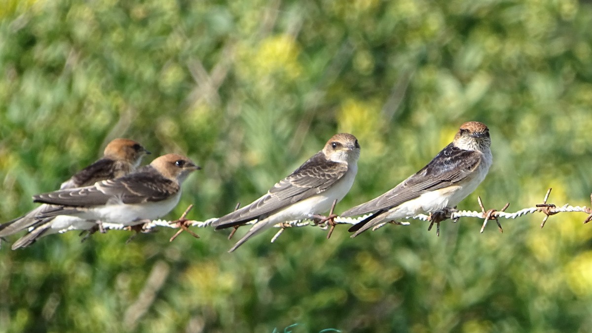 Fairy Martin - ML645703162