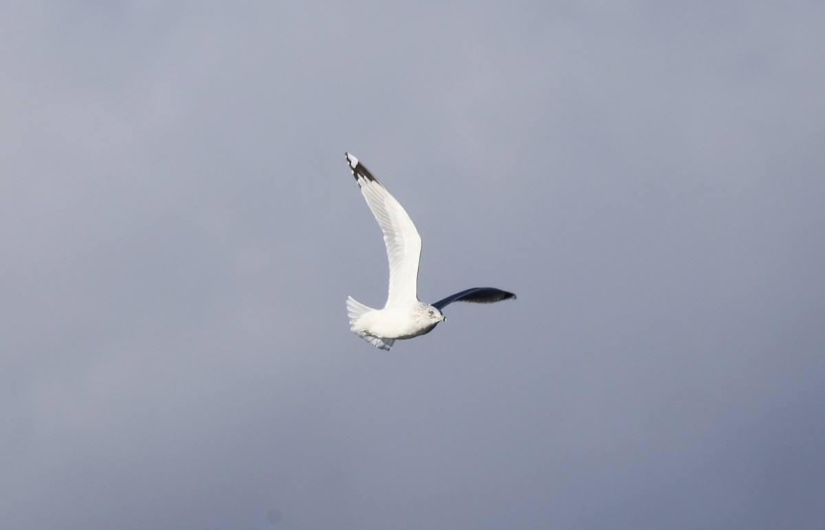 Ring-billed Gull - ML645703163