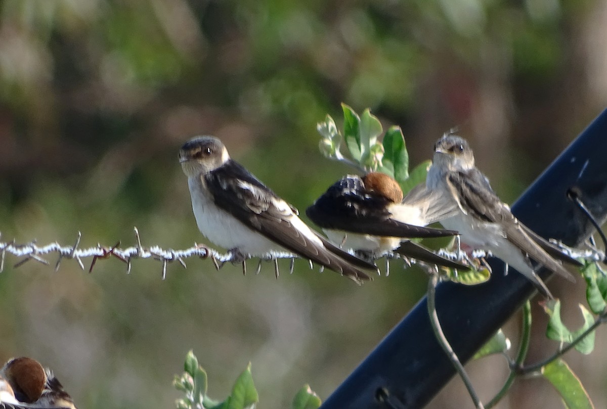 Tree Martin - ML645703164