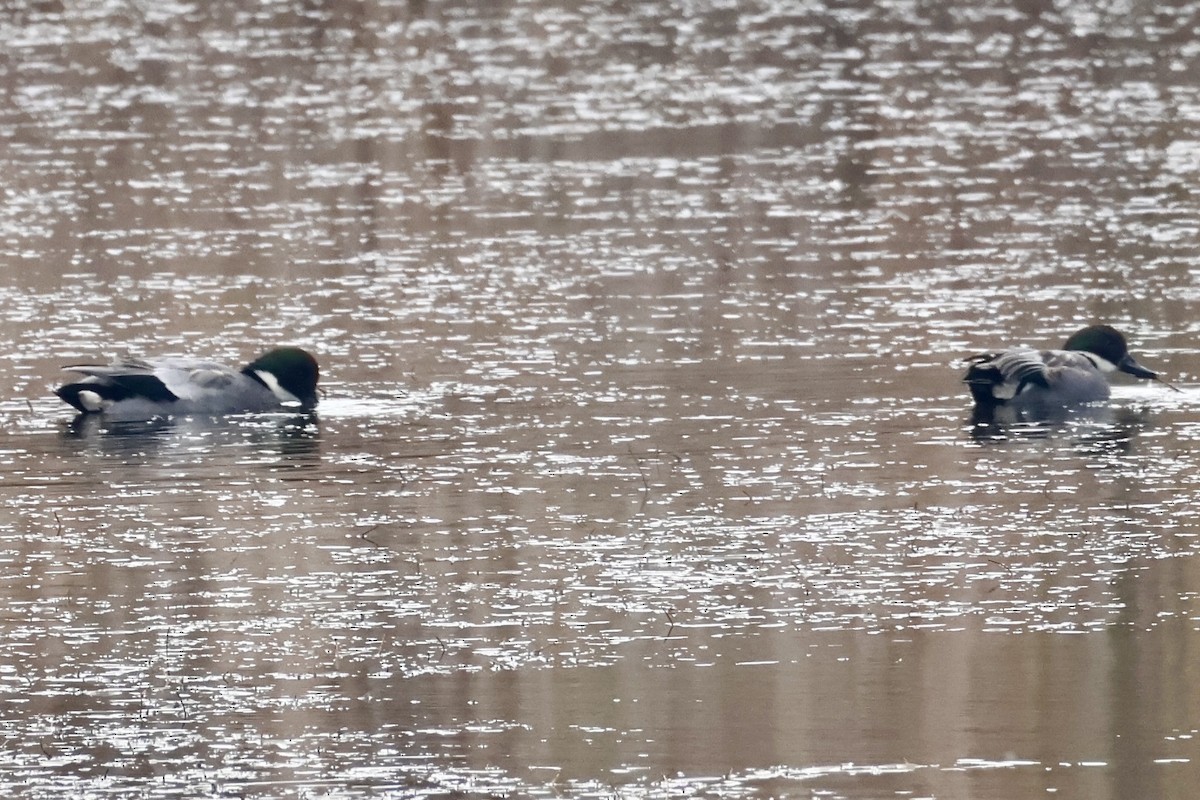 Falcated Duck - ML645703166