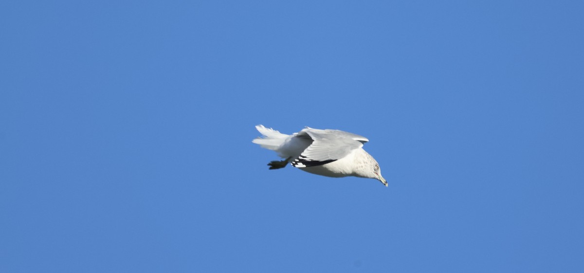 Ring-billed Gull - ML645703167