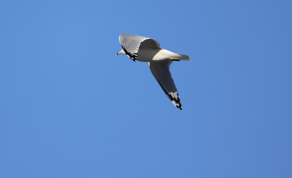 Ring-billed Gull - ML645703168