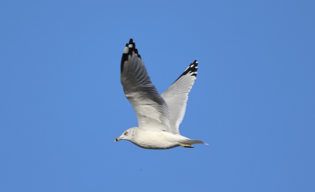 Ring-billed Gull - ML645703169