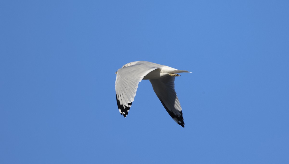 Ring-billed Gull - ML645703170