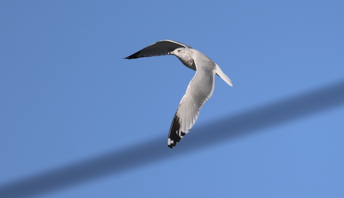 Ring-billed Gull - ML645703171