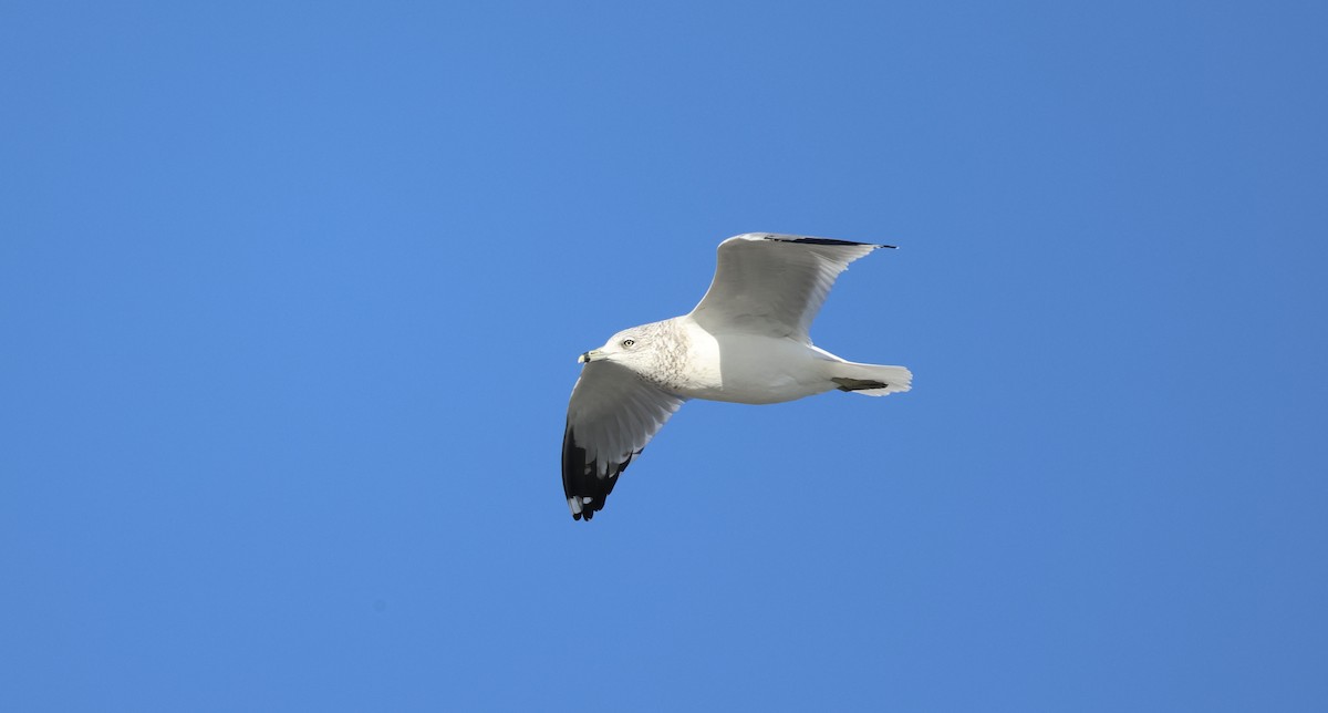 Ring-billed Gull - ML645703172