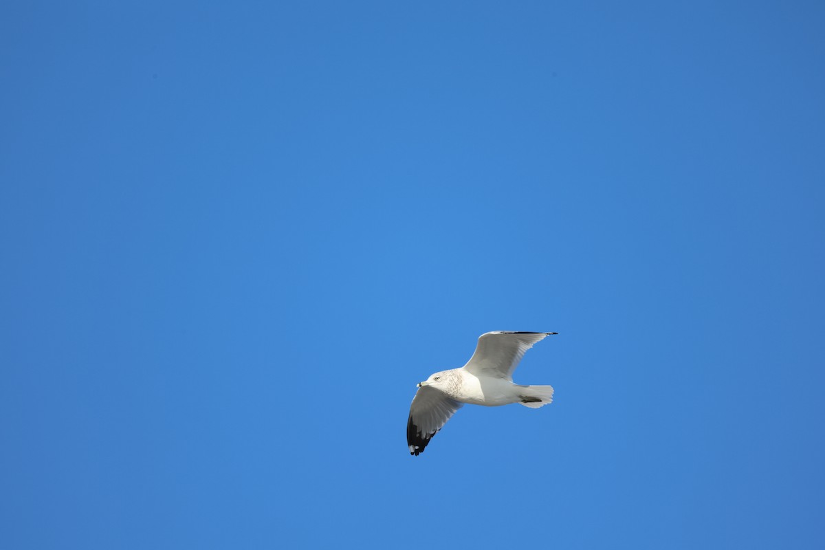 Ring-billed Gull - ML645703173