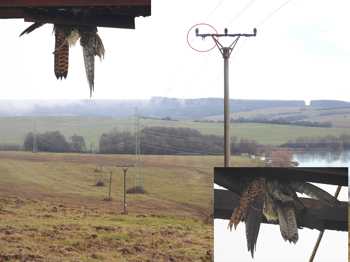 Eurasian Kestrel - ML645703177