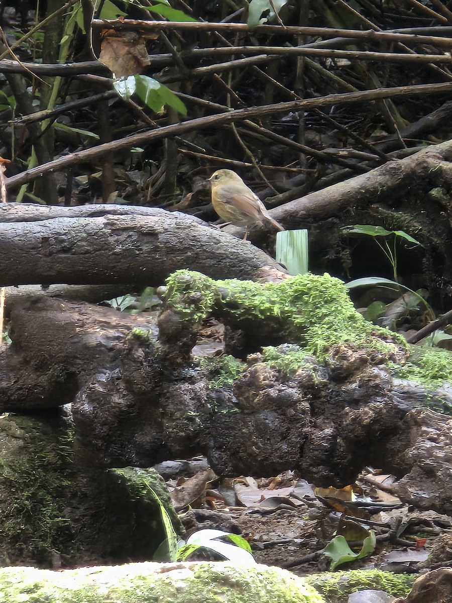 Snowy-browed Flycatcher - ML645703178
