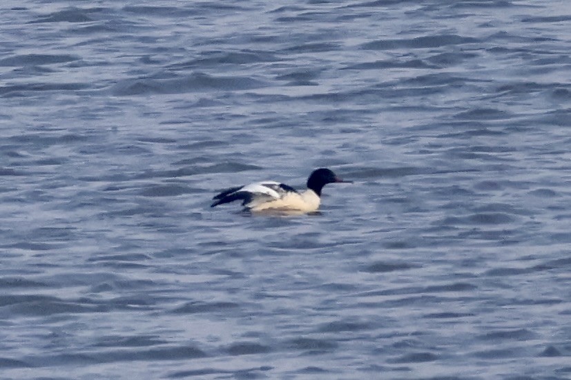 Common Merganser - ML645703179