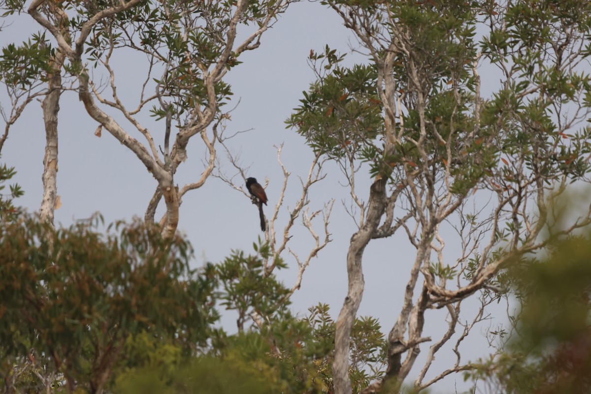 Pheasant Coucal (Pheasant) - ML645703181