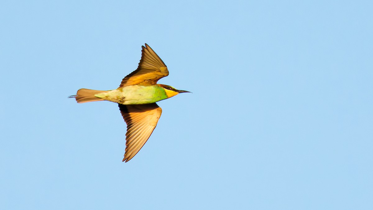 European Bee-eater - ML645703183