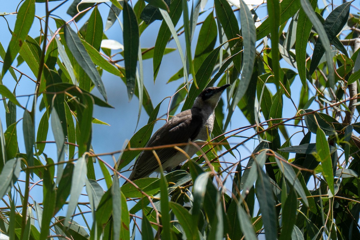Little Friarbird - ML645703184