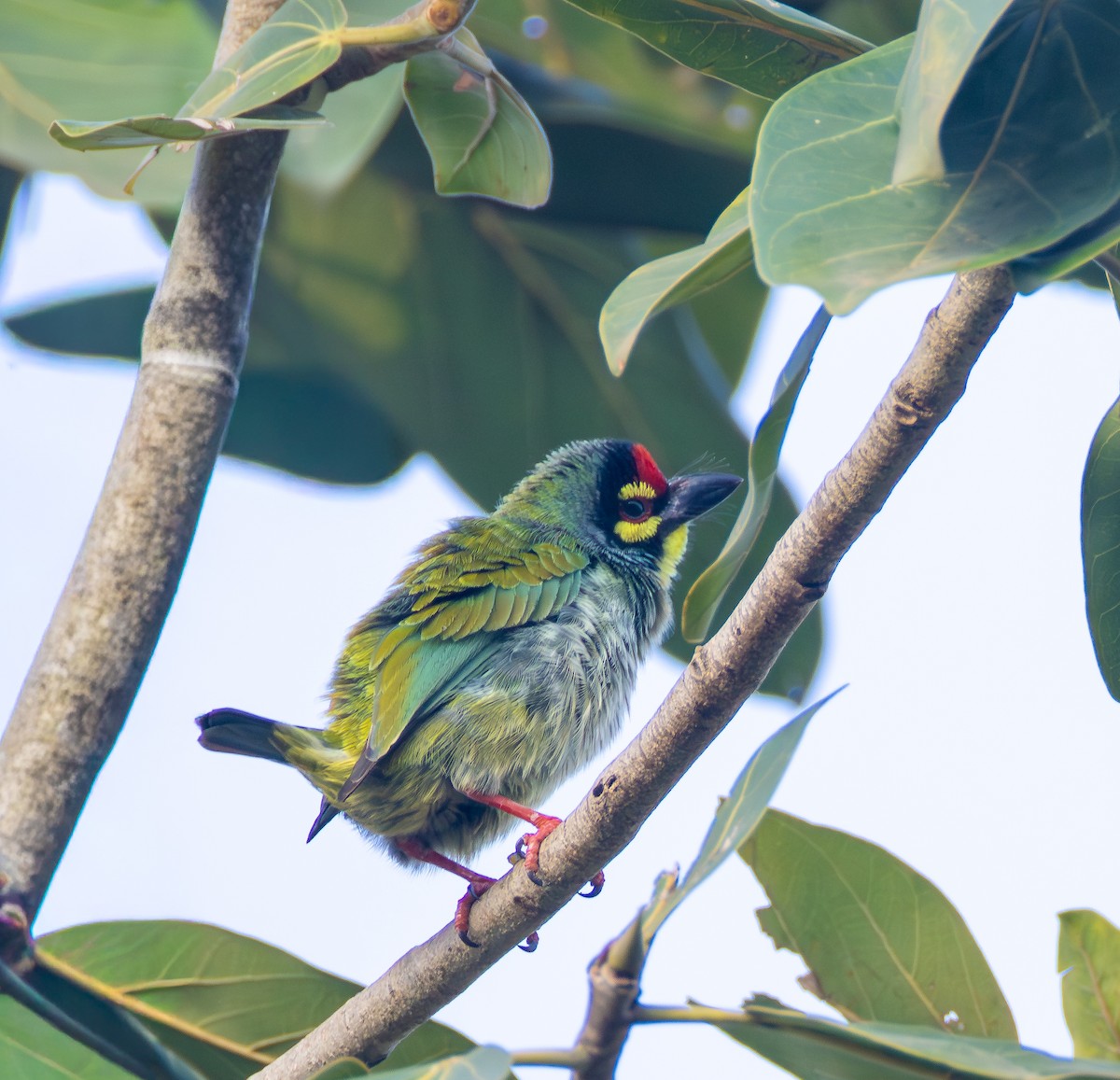 Coppersmith Barbet - ML645703185
