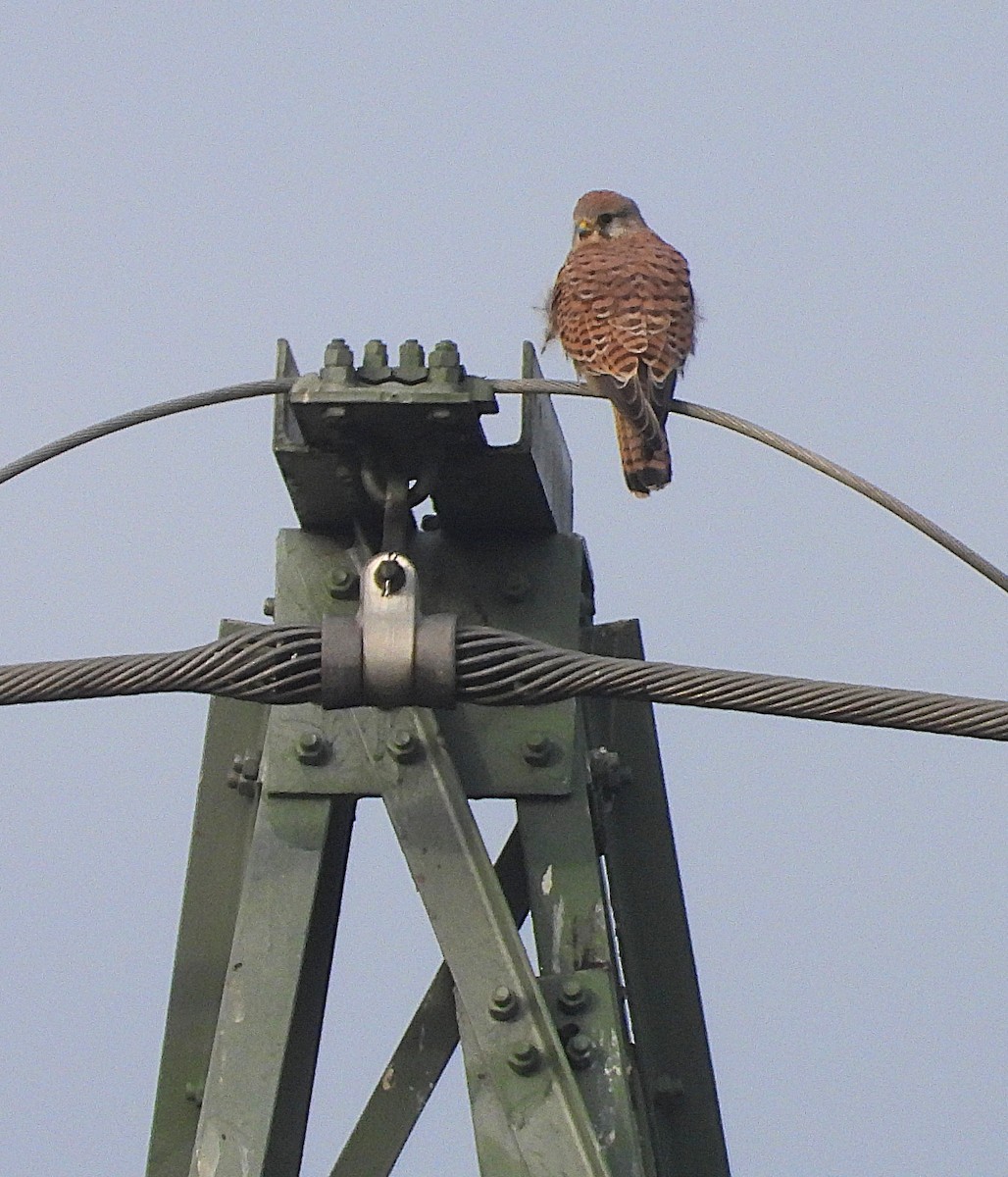 Gheppio - ML645703192