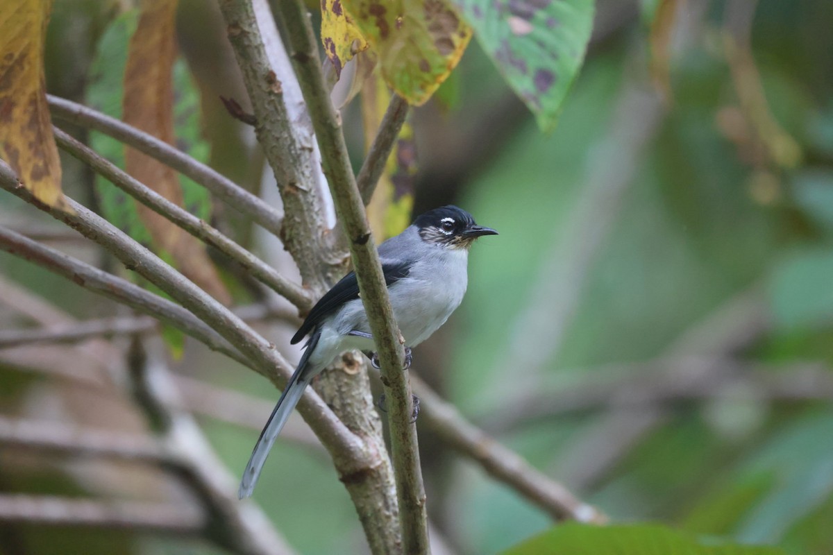 Black-headed Sibia - ML645703202