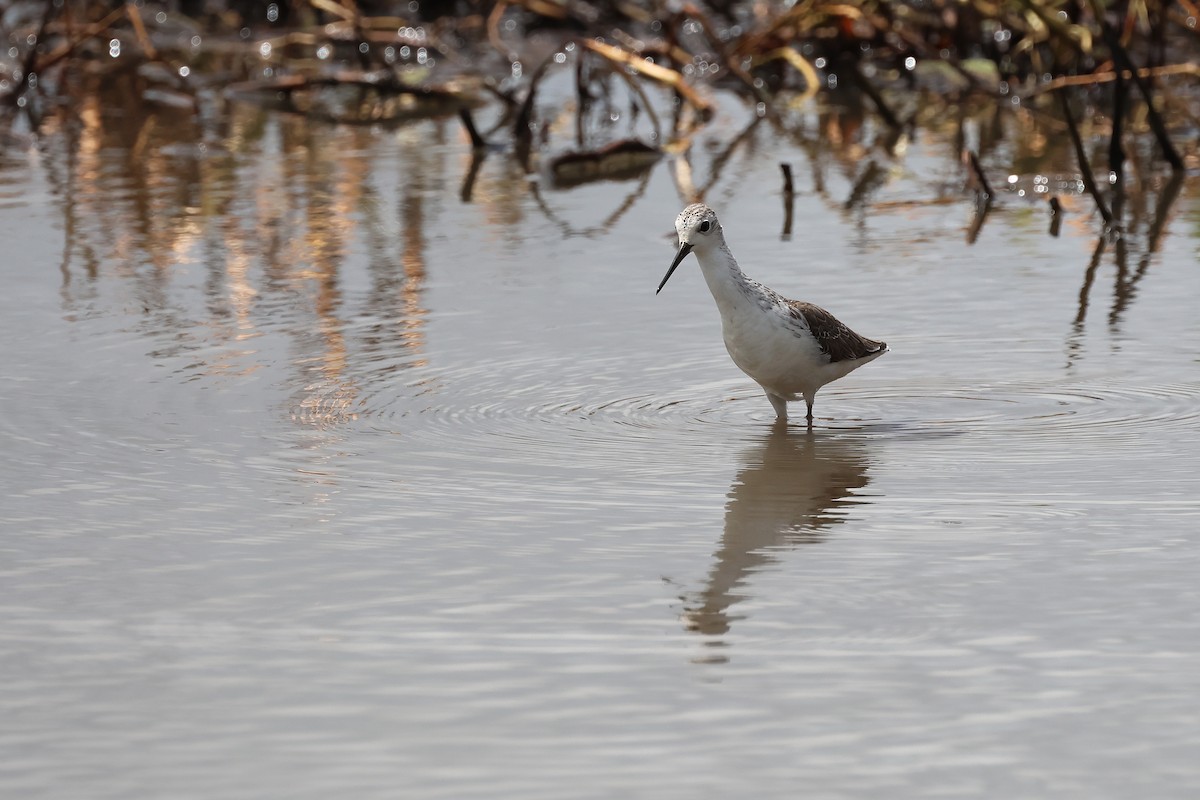 Marsh Sandpiper - ML645703204