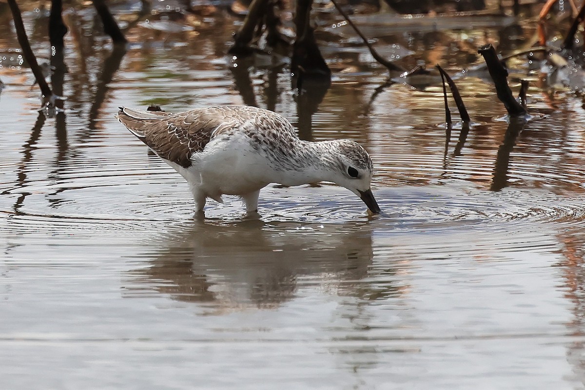 Marsh Sandpiper - ML645703205