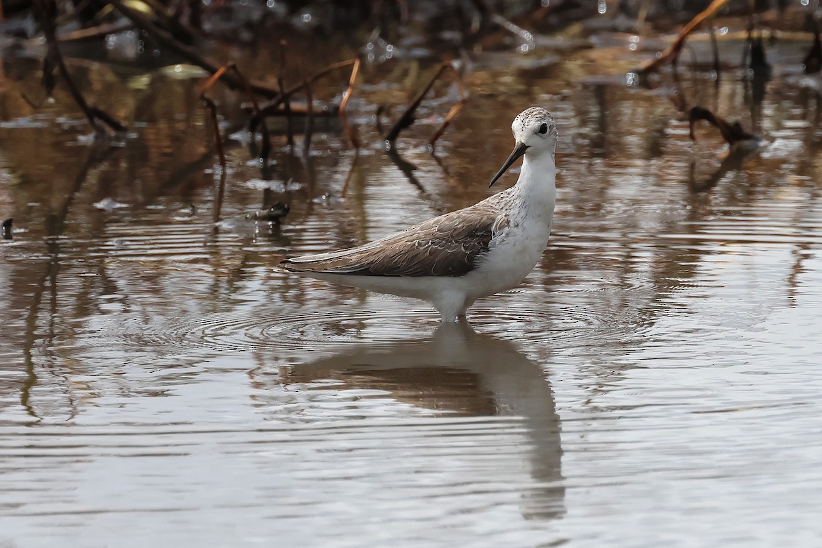 Marsh Sandpiper - ML645703206