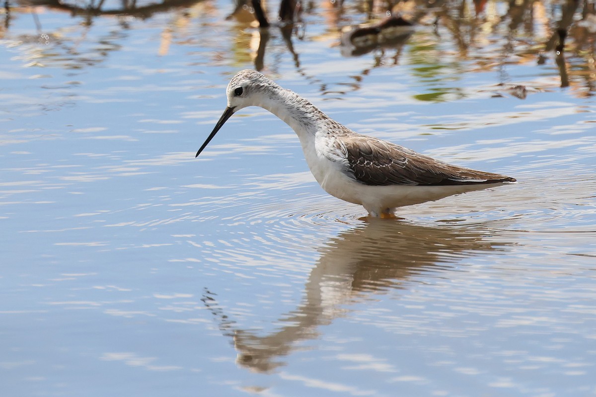 Marsh Sandpiper - ML645703207