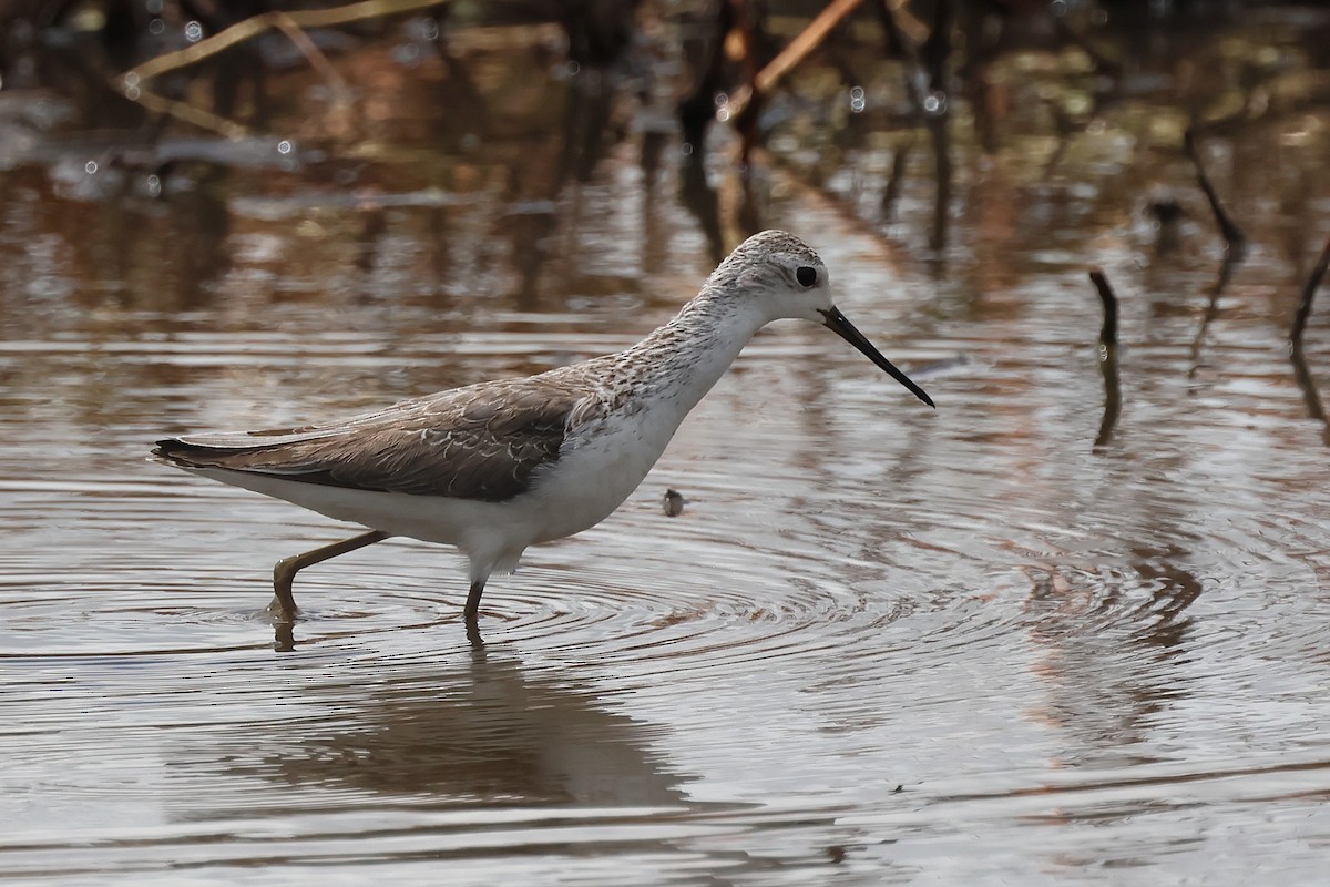Marsh Sandpiper - ML645703208
