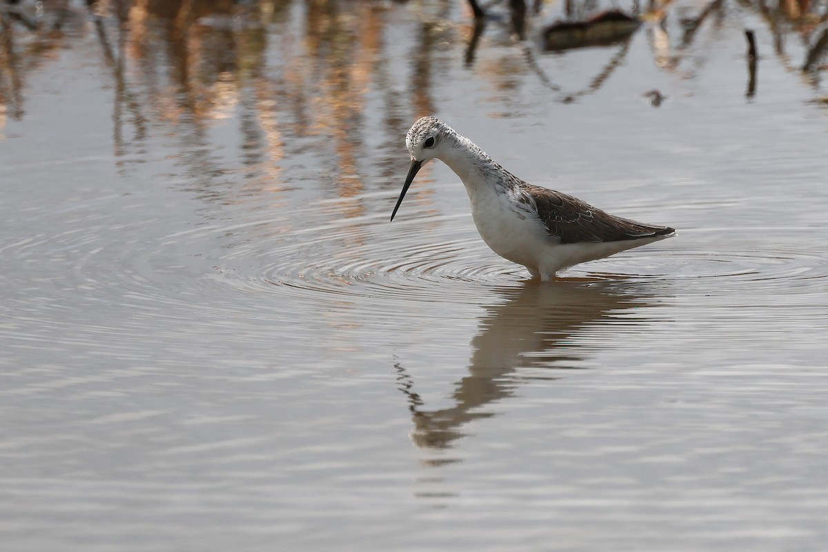 Marsh Sandpiper - ML645703209