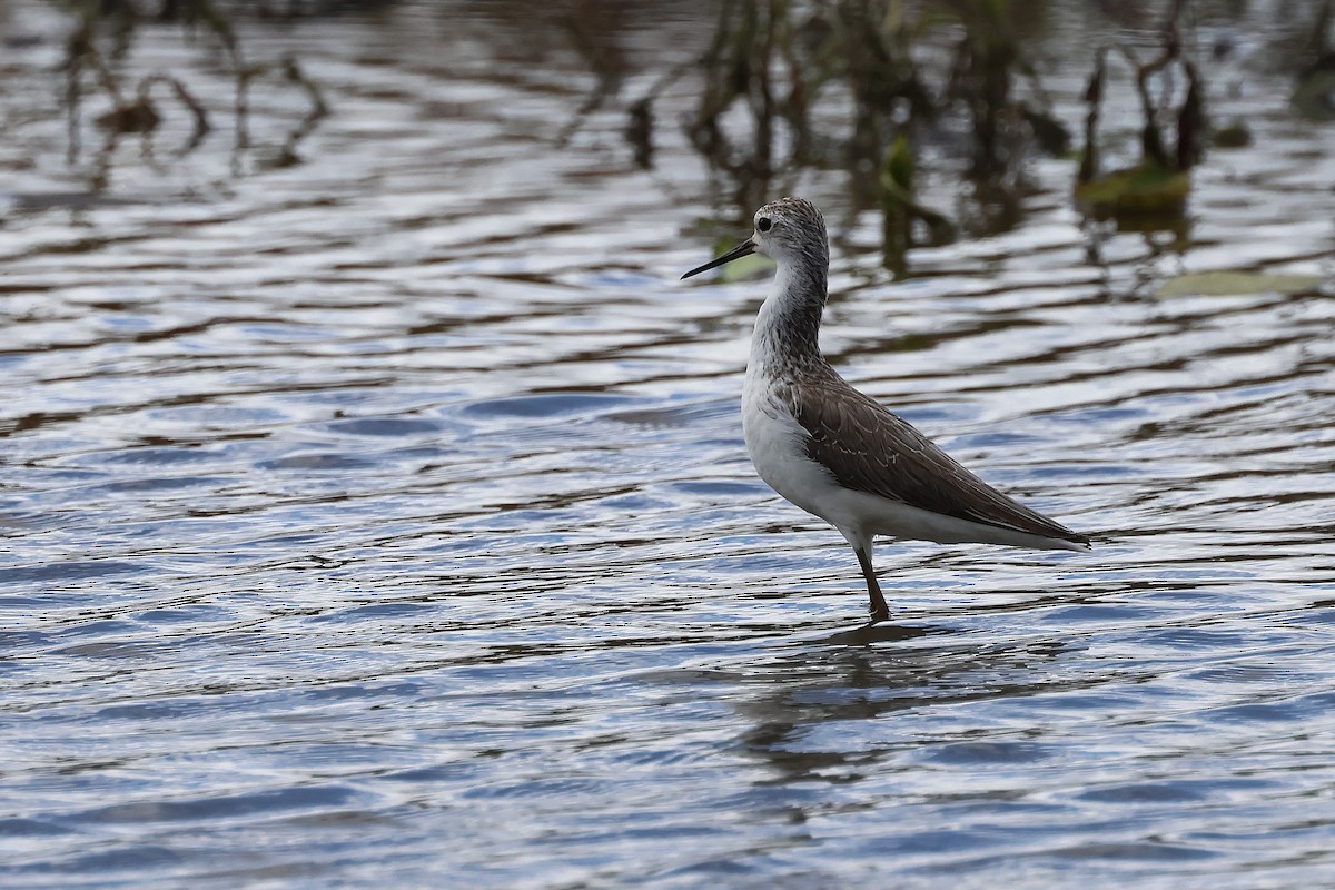 Marsh Sandpiper - ML645703210