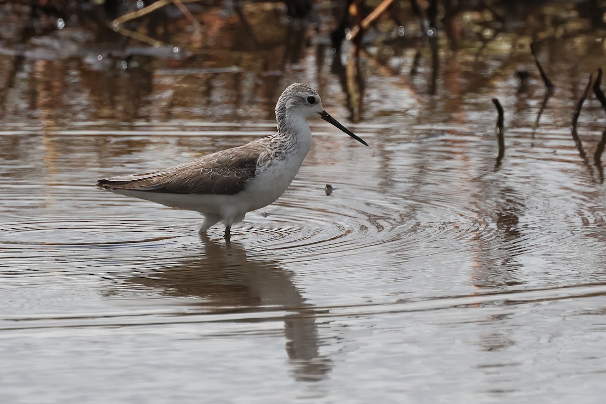Marsh Sandpiper - ML645703211