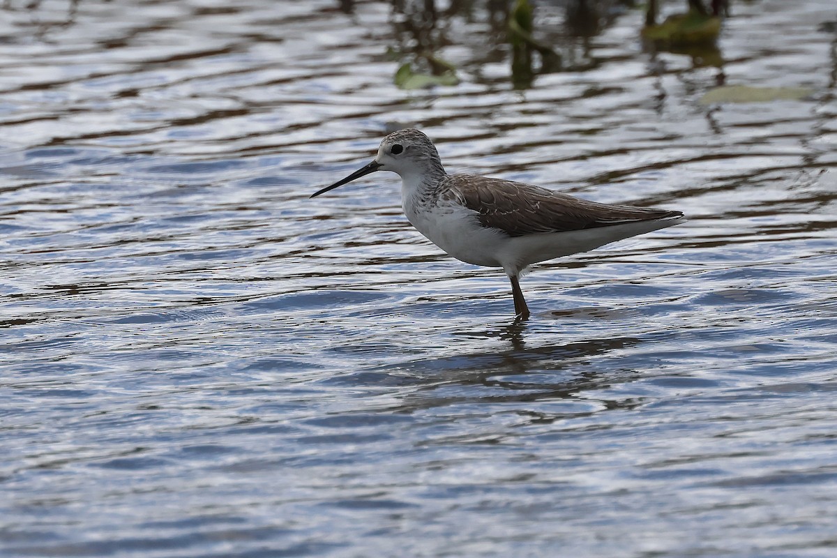Marsh Sandpiper - ML645703212