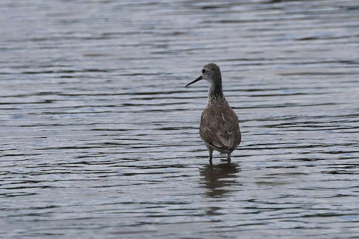 Marsh Sandpiper - ML645703213