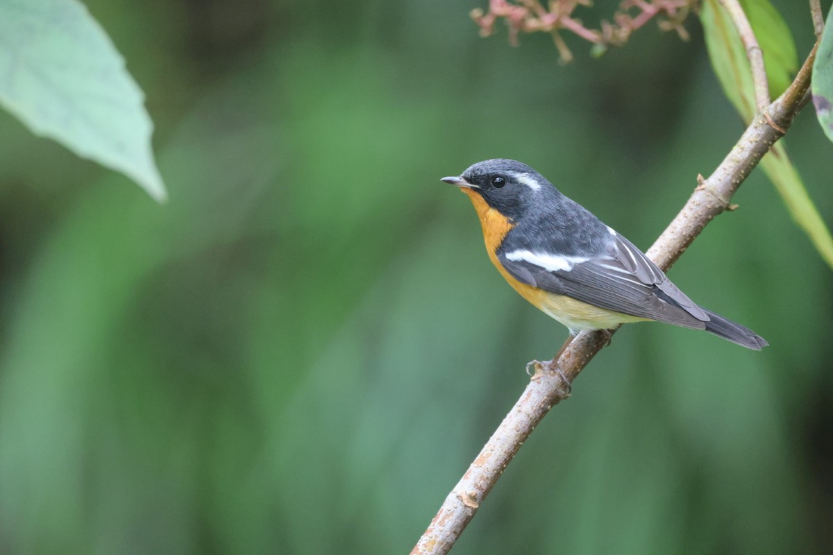 Mugimaki Flycatcher - ML645703217