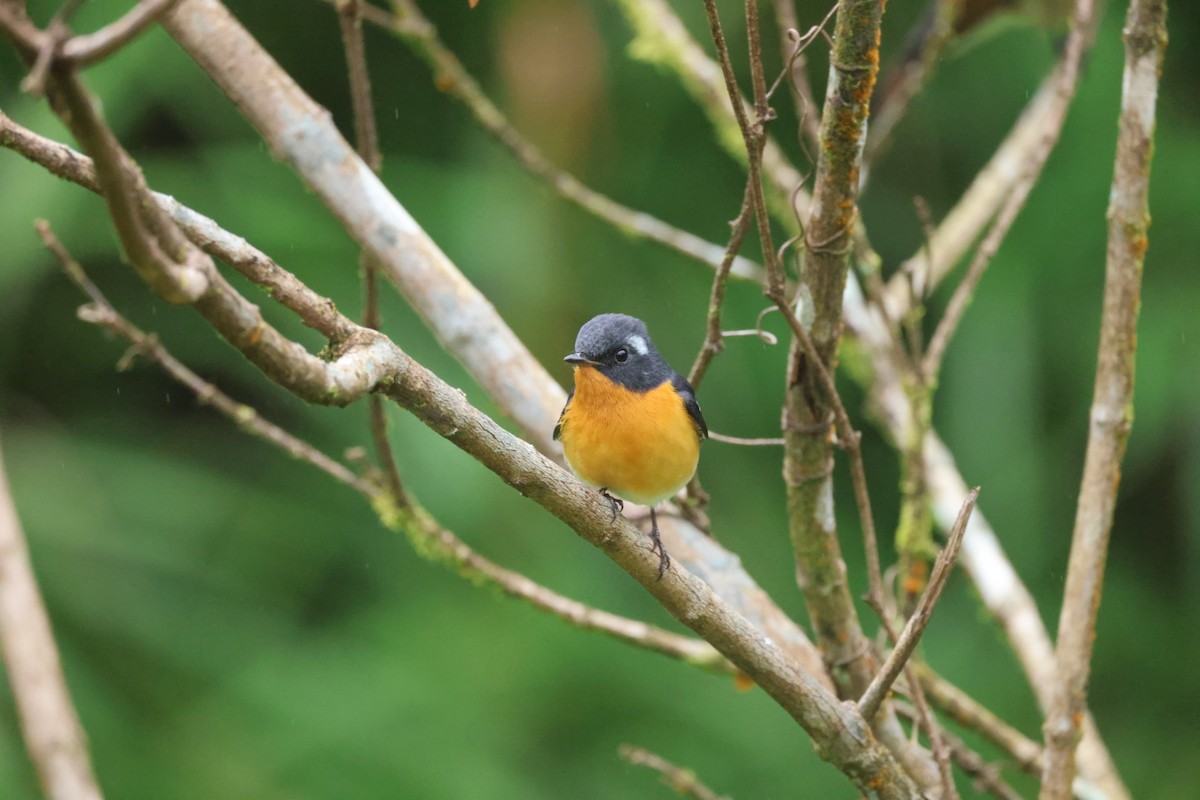 Mugimaki Flycatcher - ML645703218